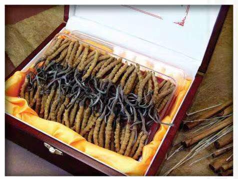 登封冬虫夏草回收